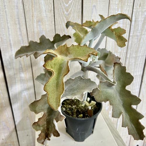 多肉植物　カランコエ ベハレンシス 波型タイプ 4号スリット鉢(個体おまかせ1鉢)　インテリアグリーン 室内園芸 おしゃれ 可愛い かわいい |  | 03