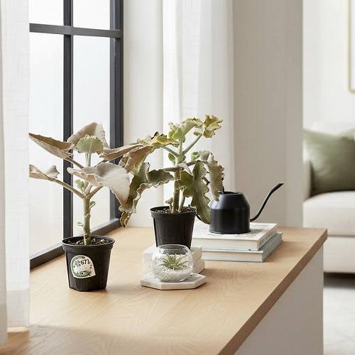 多肉植物　カランコエ ベハレンシス 波型タイプ 4号スリット鉢(個体おまかせ1鉢)　インテリアグリーン 室内園芸 おしゃれ 可愛い かわいい |  | 04