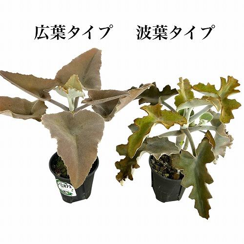 多肉植物　カランコエ ベハレンシス 波型タイプ 4号スリット鉢(個体おまかせ1鉢)　インテリアグリーン 室内園芸 おしゃれ 可愛い かわいい |  | 05