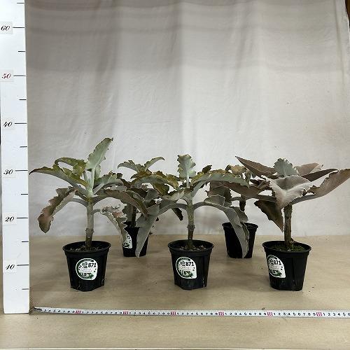多肉植物　カランコエ ベハレンシス 波型タイプ 4号スリット鉢(個体おまかせ1鉢)　インテリアグリーン 室内園芸 おしゃれ 可愛い かわいい |  | 06