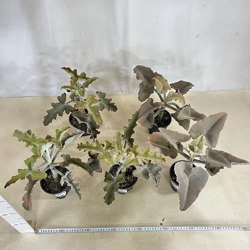 多肉植物　カランコエ ベハレンシス 波型タイプ 4号スリット鉢(個体おまかせ1鉢)　インテリアグリーン 室内園芸 おしゃれ 可愛い かわいい |  | 07