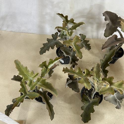 多肉植物　カランコエ ベハレンシス 波型タイプ 4号スリット鉢(個体おまかせ1鉢)　インテリアグリーン 室内園芸 おしゃれ 可愛い かわいい |  | 08