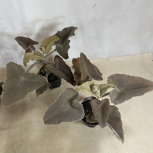 多肉植物　カランコエ ベハレンシス 波型タイプ 4号スリット鉢(個体おまかせ1鉢)　インテリアグリーン 室内園芸 おしゃれ 可愛い かわいい |  | 09