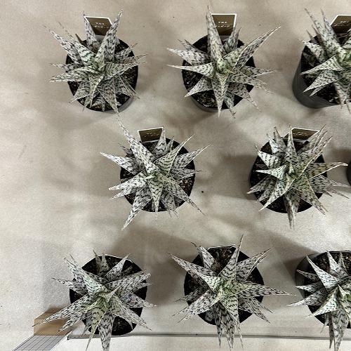 多肉植物　斑入りアロエ ブリザード 4号(個体おまかせ1鉢)　インテリアグリーン 室内園芸 おしゃれ 可愛い かわいい |  | 07