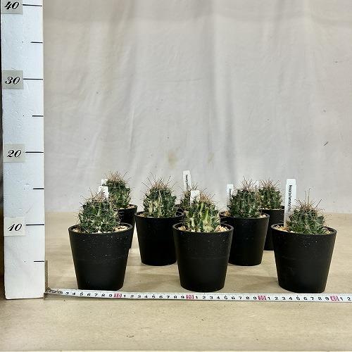 斑入りサボテン　フェロカクタス ハマタカンサス 3.5号鉢※多少の傷みあり(個体おまかせ1鉢)　インテリアグリーン 室内園芸 おしゃれ 可愛い かわいい |  | 06