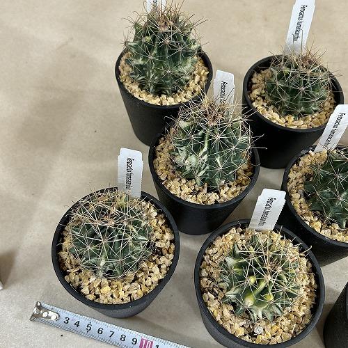 斑入りサボテン　フェロカクタス ハマタカンサス 3.5号鉢※多少の傷みあり(個体おまかせ1鉢)　インテリアグリーン 室内園芸 おしゃれ 可愛い かわいい |  | 08