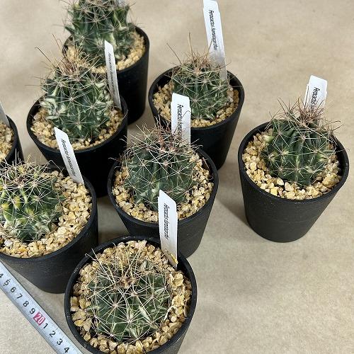 斑入りサボテン　フェロカクタス ハマタカンサス 3.5号鉢※多少の傷みあり(個体おまかせ1鉢)　インテリアグリーン 室内園芸 おしゃれ 可愛い かわいい |  | 09