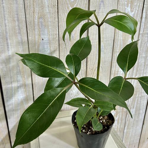 観葉植物 ツピダンツス カリプトラツス 苗 3.5号ポット(個体おまかせ1