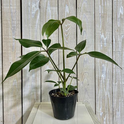 観葉植物 ツピダンツス カリプトラツス 苗 3.5号ポット(個体おまかせ1
