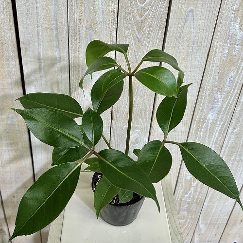 観葉植物 ツピダンツス カリプトラツス 苗 3.5号ポット(個体おまかせ1