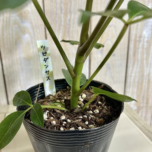 観葉植物 ツピダンツス カリプトラツス 苗 3.5号ポット(個体おまかせ1
