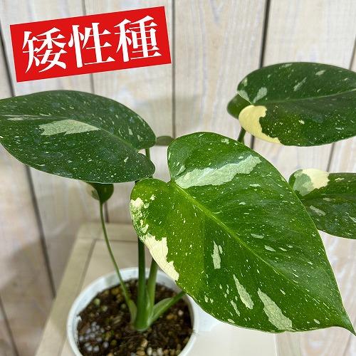 注目 矮性 黄斑モンステラ タイコンステレーション コンパクタ 3.5号