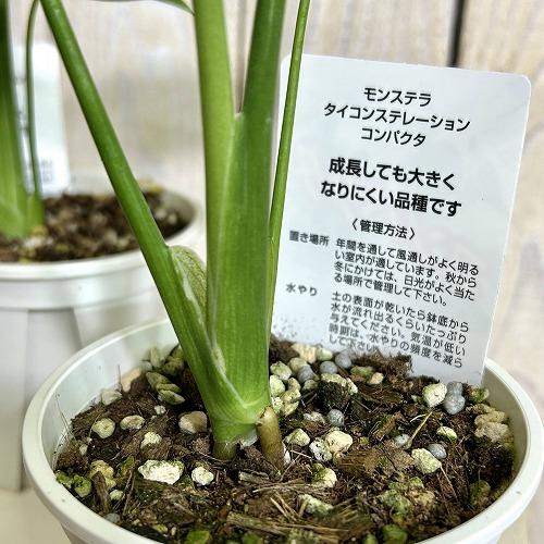 注目 矮性 黄斑モンステラ タイコンステレーション コンパクタ 3.5号