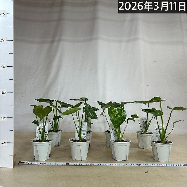 注目 矮性 黄斑モンステラ タイコンステレーション コンパクタ 3.5号