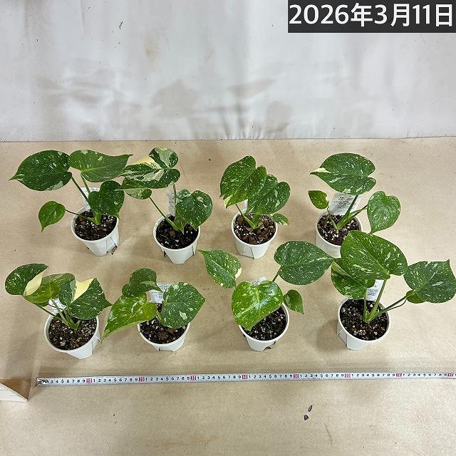 注目 矮性 黄斑モンステラ タイコンステレーション コンパクタ 3.5号