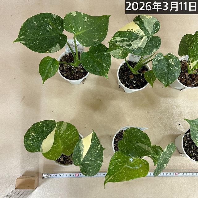 注目 矮性 黄斑モンステラ タイコンステレーション コンパクタ 3.5号