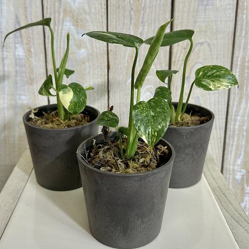 注目　極矮性 黄斑モンステラ タイコンステレーション マイクロコンパクタ 2.5号鉢(個体おまかせ1鉢)　斑入り 希少種 レア 珍しい 室内園芸 おしゃれ 可愛い |  | 01