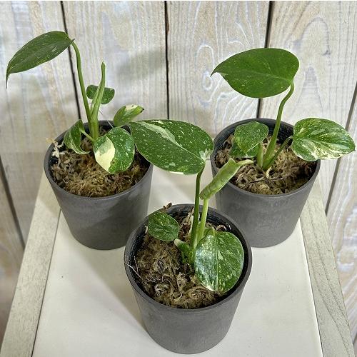 注目　極矮性 黄斑モンステラ タイコンステレーション マイクロコンパクタ 2.5号鉢(個体おまかせ1鉢)　斑入り 希少種 レア 珍しい 室内園芸 おしゃれ 可愛い |  | 02