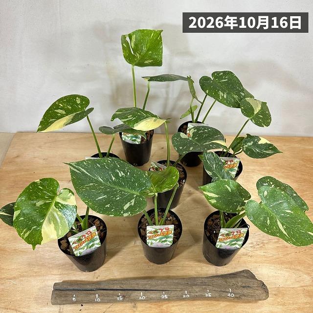 【セール】タイコンステレーション マイクロコンパクタ！鉢ごと発送！ 注目】極矮性 黄斑モンステラ タイコンステレーション マイクロ