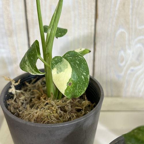 注目　極矮性 黄斑モンステラ タイコンステレーション マイクロコンパクタ 2.5号鉢(個体おまかせ1鉢)　斑入り 希少種 レア 珍しい 室内園芸 おしゃれ 可愛い |  | 03