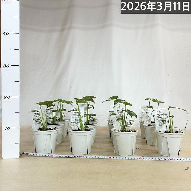 注目　極矮性 黄斑モンステラ タイコンステレーション マイクロコンパクタ 2.5号鉢(個体おまかせ1鉢)　斑入り 希少種 レア 珍しい 室内園芸 おしゃれ 可愛い |  | 04