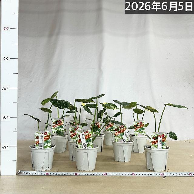 注目 極矮性 黄斑モンステラ タイコンステレーション マイクロ