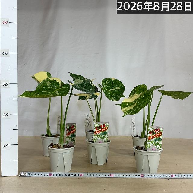 注目】極矮性 黄斑モンステラ タイコンステレーション マイクロ