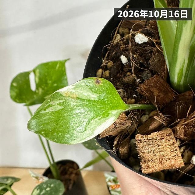 注目】極矮性 黄斑モンステラ タイコンステレーション マイクロ