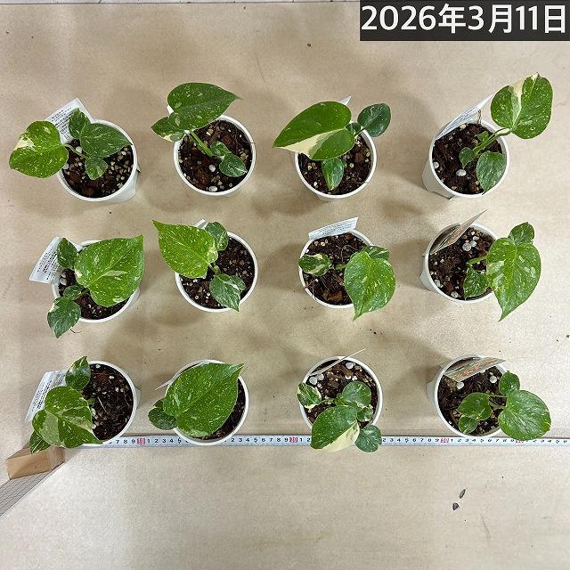 注目　極矮性 黄斑モンステラ タイコンステレーション マイクロコンパクタ 2.5号鉢(個体おまかせ1鉢)　斑入り 希少種 レア 珍しい 室内園芸 おしゃれ 可愛い |  | 05