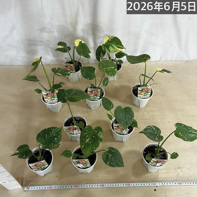 注目 極矮性 黄斑モンステラ タイコンステレーション マイクロ