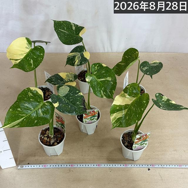 注目】極矮性 黄斑モンステラ タイコンステレーション マイクロ