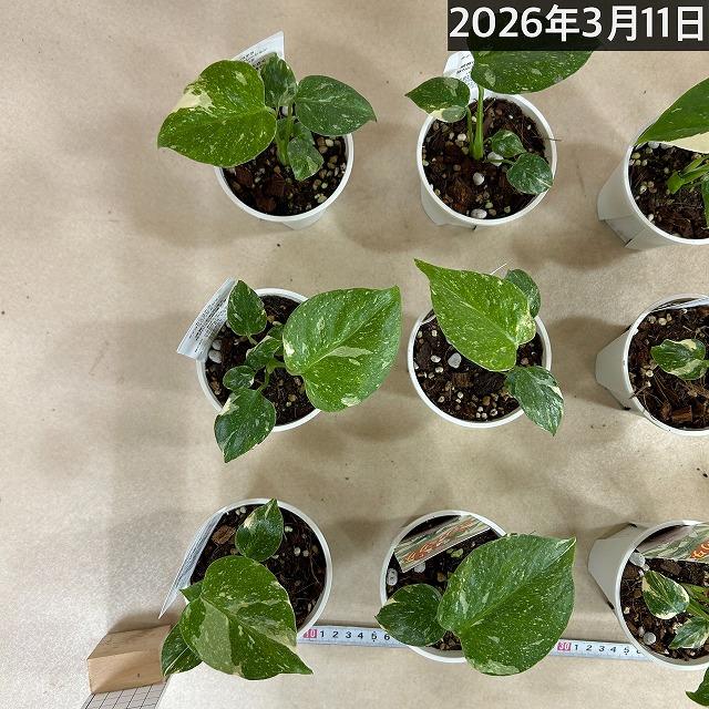 注目　極矮性 黄斑モンステラ タイコンステレーション マイクロコンパクタ 2.5号鉢(個体おまかせ1鉢)　斑入り 希少種 レア 珍しい 室内園芸 おしゃれ 可愛い |  | 06