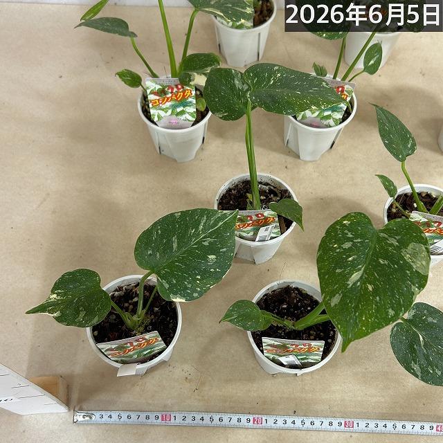 注目 極矮性 黄斑モンステラ タイコンステレーション マイクロ