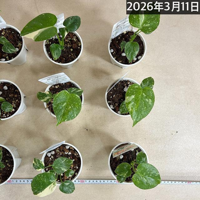 注目　極矮性 黄斑モンステラ タイコンステレーション マイクロコンパクタ 2.5号鉢(個体おまかせ1鉢)　斑入り 希少種 レア 珍しい 室内園芸 おしゃれ 可愛い |  | 07