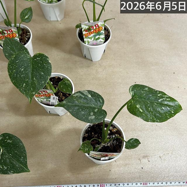 注目 極矮性 黄斑モンステラ タイコンステレーション マイクロ