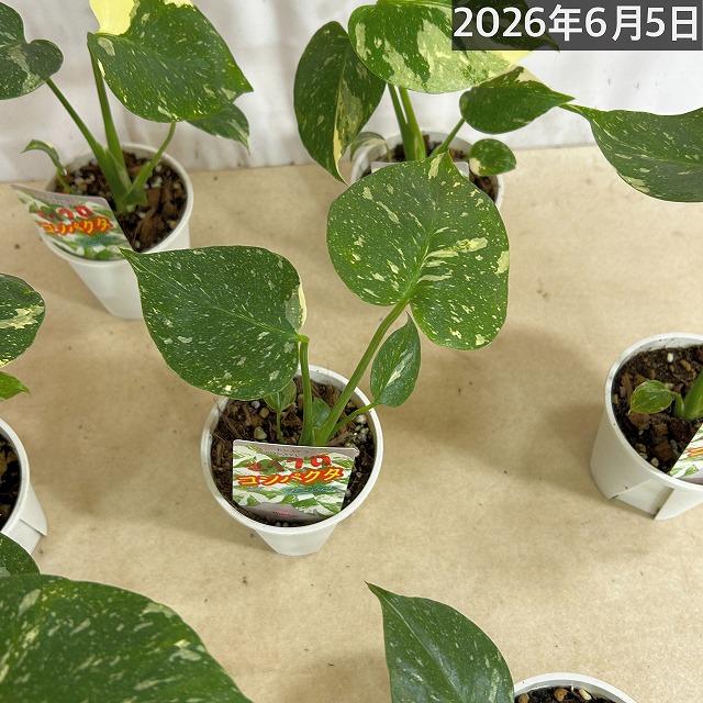 注目 極矮性 黄斑モンステラ タイコンステレーション マイクロ