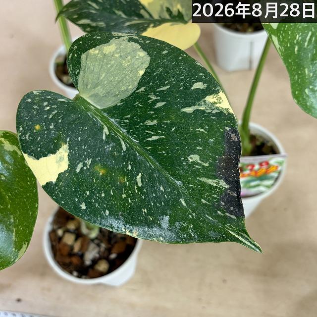 注目】極矮性 黄斑モンステラ タイコンステレーション マイクロ
