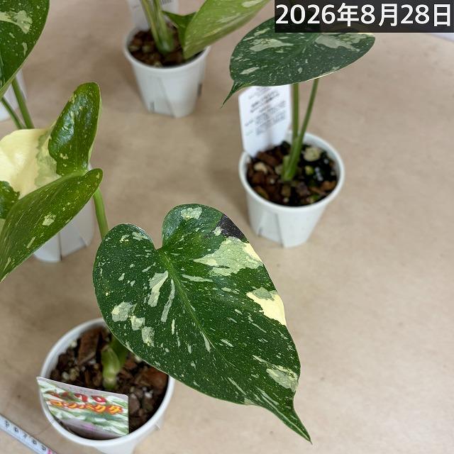 注目】極矮性 黄斑モンステラ タイコンステレーション マイクロ
