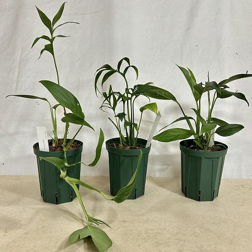 注目 モンステラ サブピンナータ 4号スリット鉢(個体おまかせ1鉢