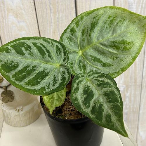 観葉植物 アンスリウム ドラヤキ シルバーブラッシュ 3.5号硬質ポット
