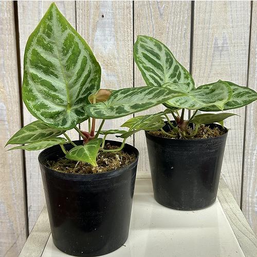 観葉植物 アンスリウム ドラヤキ シルバーブラッシュ 3.5号硬質ポット