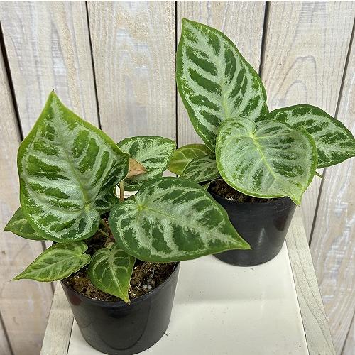 観葉植物 アンスリウム ドラヤキ シルバーブラッシュ 3.5号硬質ポット
