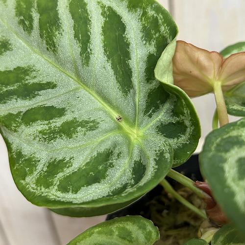 観葉植物 アンスリウム ドラヤキ シルバーブラッシュ 3.5号硬質ポット