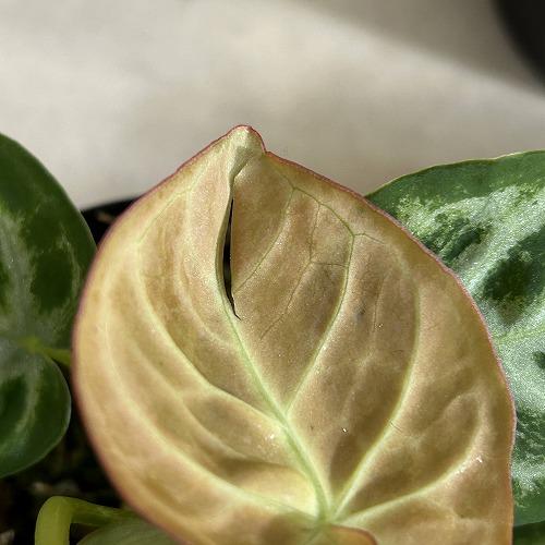 観葉植物 アンスリウム ドラヤキ シルバーブラッシュ 3.5号硬質ポット