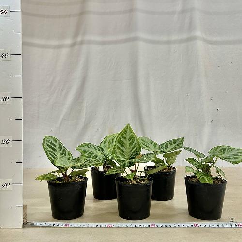 観葉植物 アンスリウム ドラヤキ シルバーブラッシュ 3.5号硬質ポット