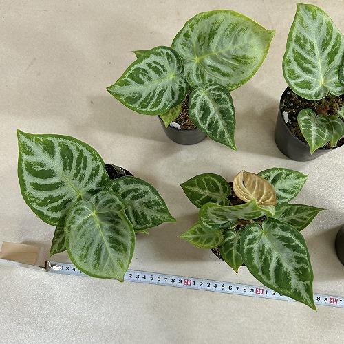 観葉植物 アンスリウム ドラヤキ シルバーブラッシュ 3.5号硬質ポット