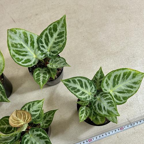 観葉植物 アンスリウム ドラヤキ シルバーブラッシュ 3.5号硬質ポット