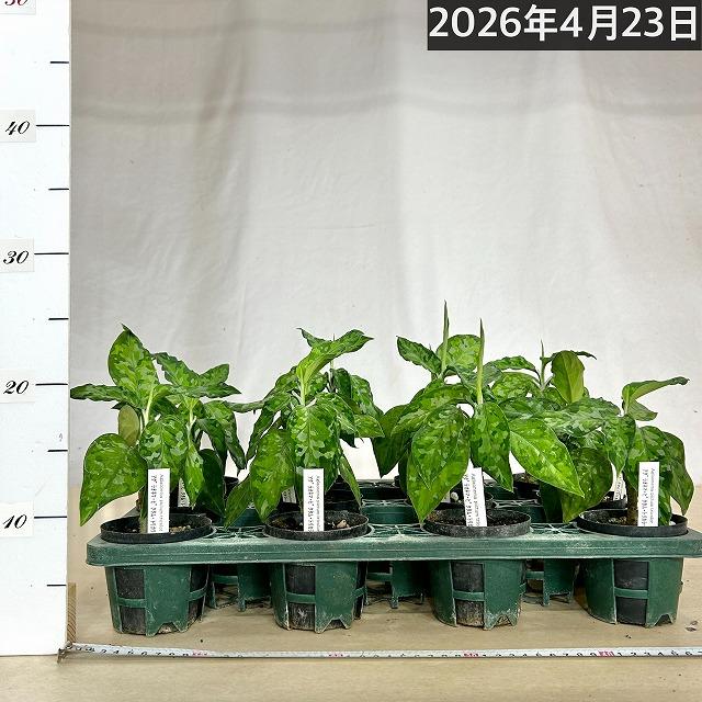 アグラオネマ ピクタム トリカラー 3号硬質ポット(個体おまかせ1鉢