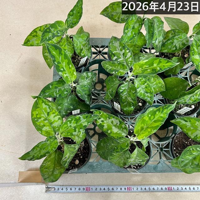 アグラオネマ ピクタム トリカラー 3号硬質ポット(個体おまかせ1鉢