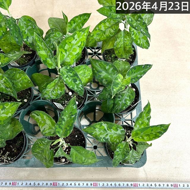 アグラオネマ・ピクタム・トリカラー・ワイド美麗個体③ アグラオネマ ピクタム トリカラー ワイド 2.5号鉢 観葉植物 鉢植え
